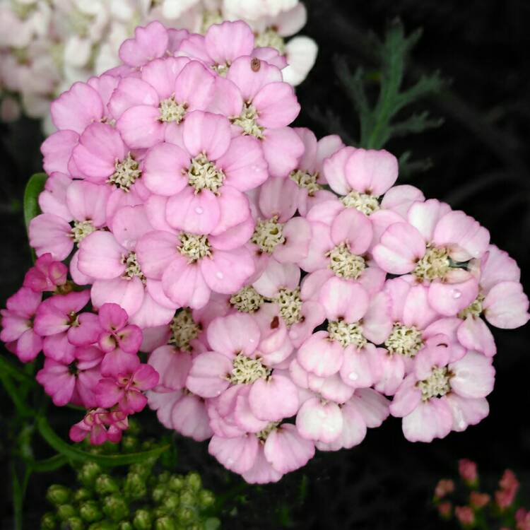 plant image 1149368 plant image 1149368