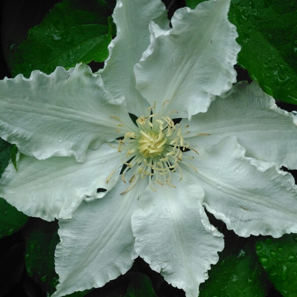 plant image 115246 plant image 115246
