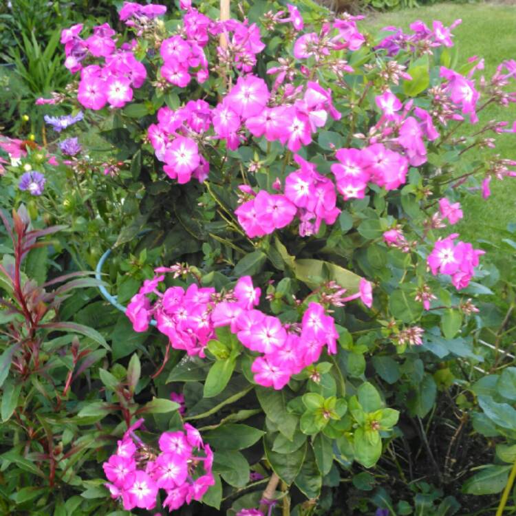 plant image 1163591 plant image 1163591