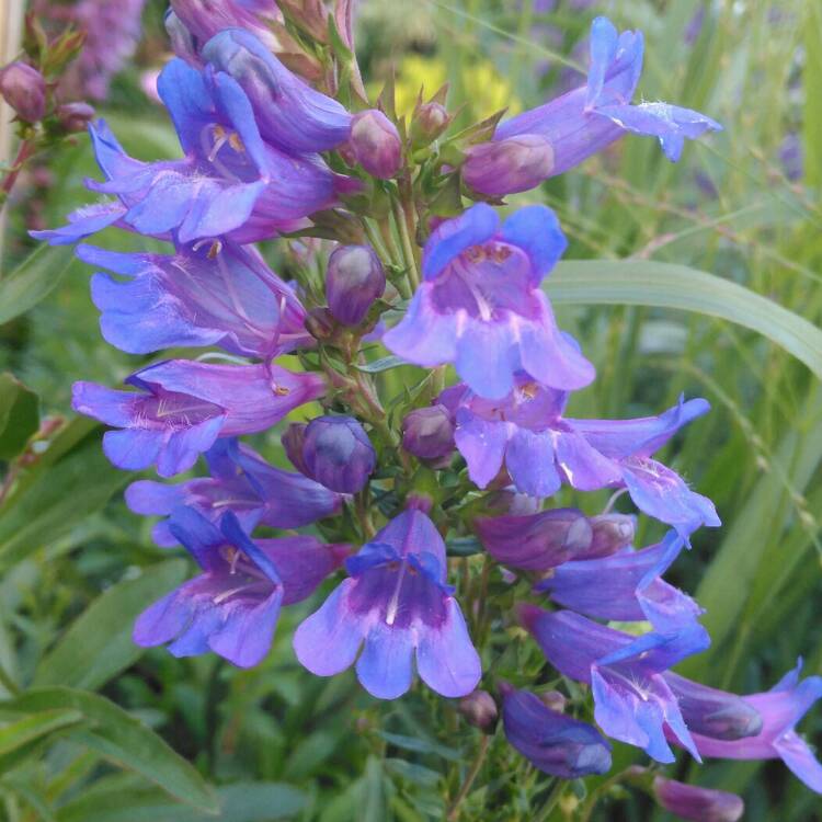 plant image 1163599