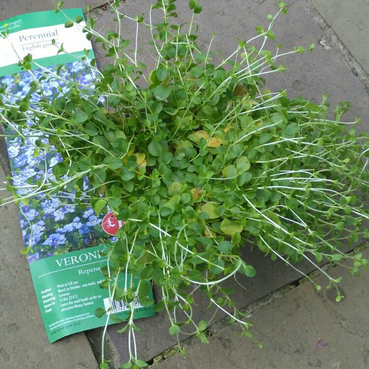 Plant image Veronica repens