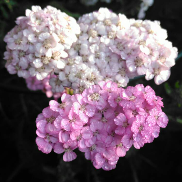 plant image 1165139 plant image 1165139