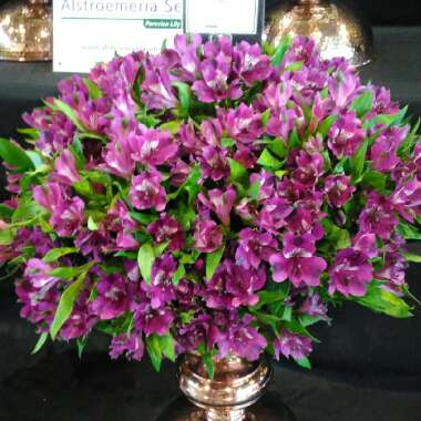 Alstroemeria
