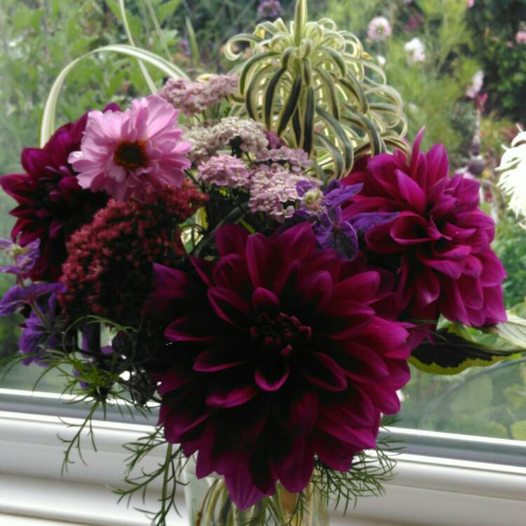 plant image 1171706
