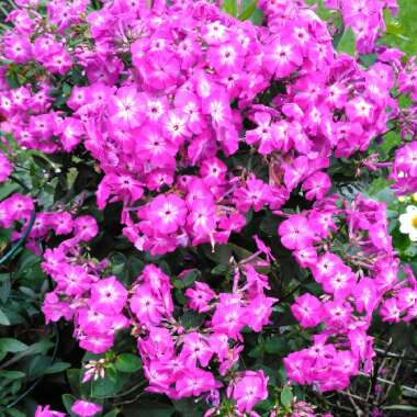 Phlox paniculata 'Purple Kiss'