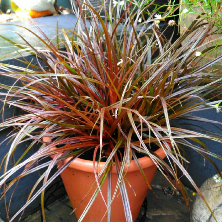 Plant image Uncinia rubra 'Everflame' syn. Uncinia rubra 'Belinda's Find'