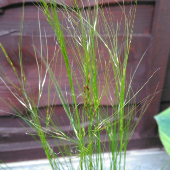 plant image 117838 plant image 117838