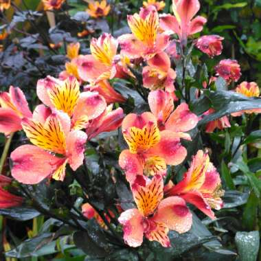 Alstroemeria 'Tesronto' (Summer Paradise Series) syn. Alstroemeria 'Indian Summer'