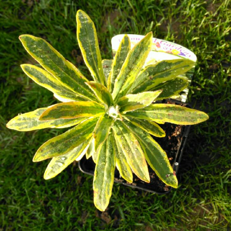 plant image 1194344