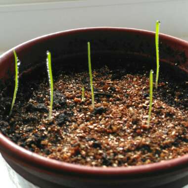 Lagurus ovatus syn. Lagurus ovatus 'Bunny's Tails'