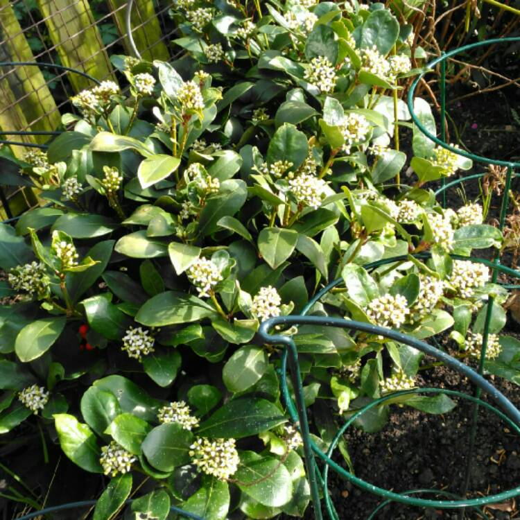 plant image 1237667 plant image 1237667