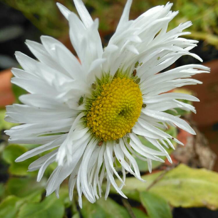 plant image 1241356
