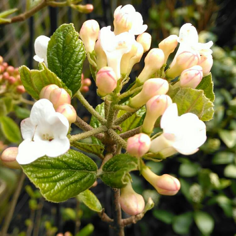 plant image 1241357 plant image 1241357