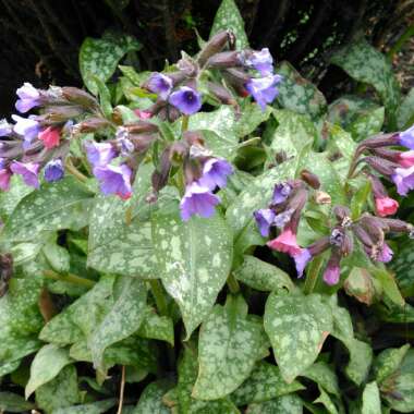 Pulmonaria officinalis