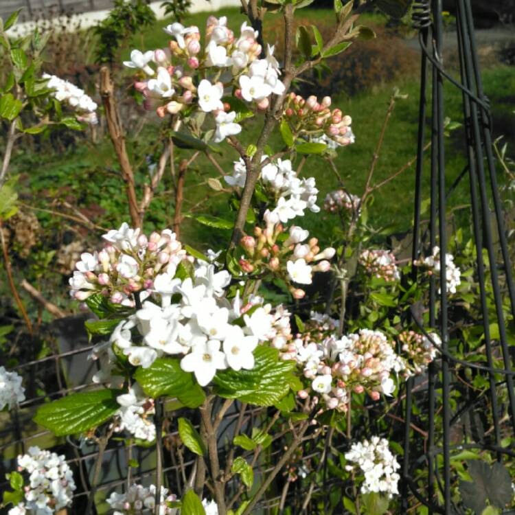 plant image 1247317 plant image 1247317