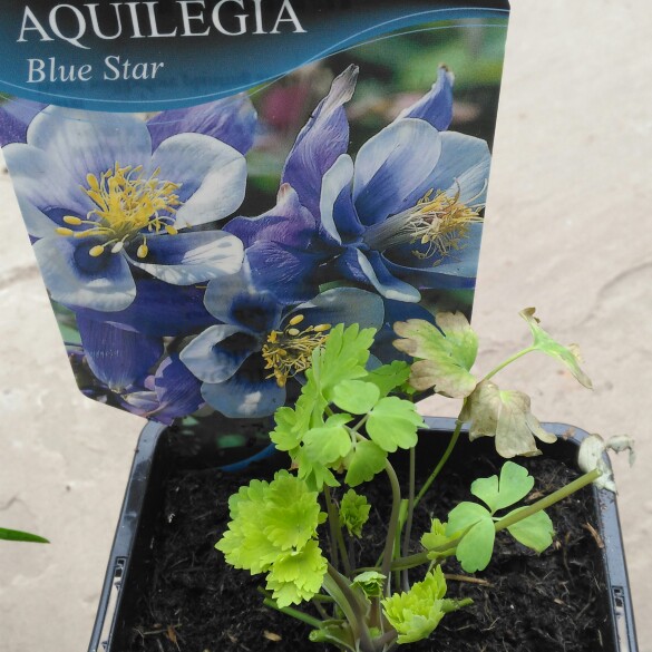 plant image 125229 plant image 125229
