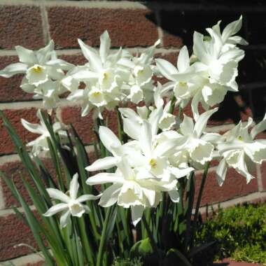 Narcissus 'Thalia' syn. Narcissus triandrus 'Thalia'