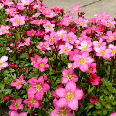 Saxifraga x arendsii 'Saxony Red'