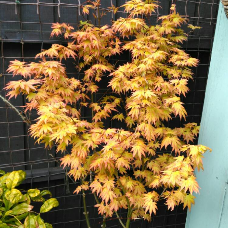 plant image 1258590 plant image 1258590