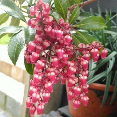 Pieris japonica 'Passion'