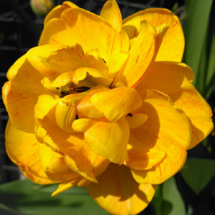 plant image 1262826 plant image 1262826