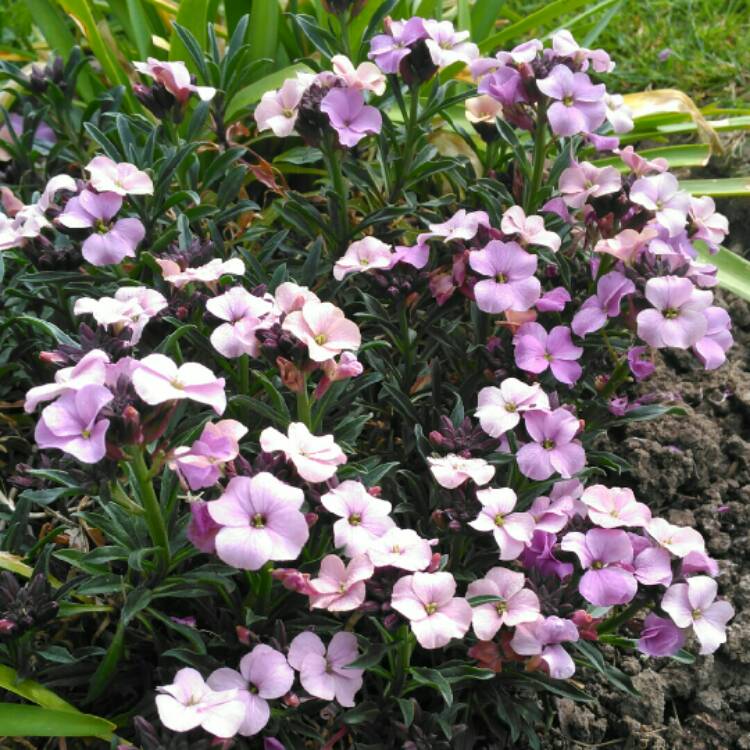 plant image 1266902 plant image 1266902