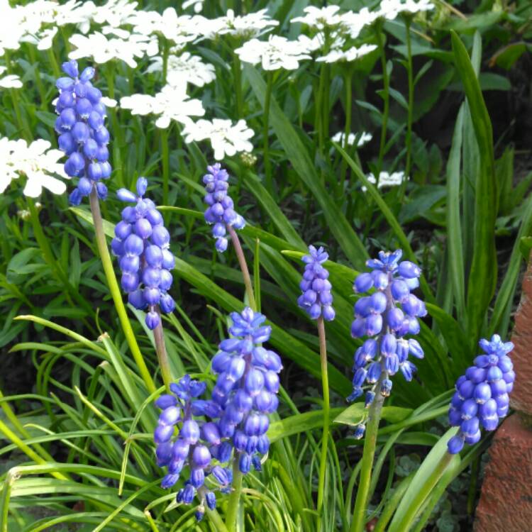 plant image 1266917