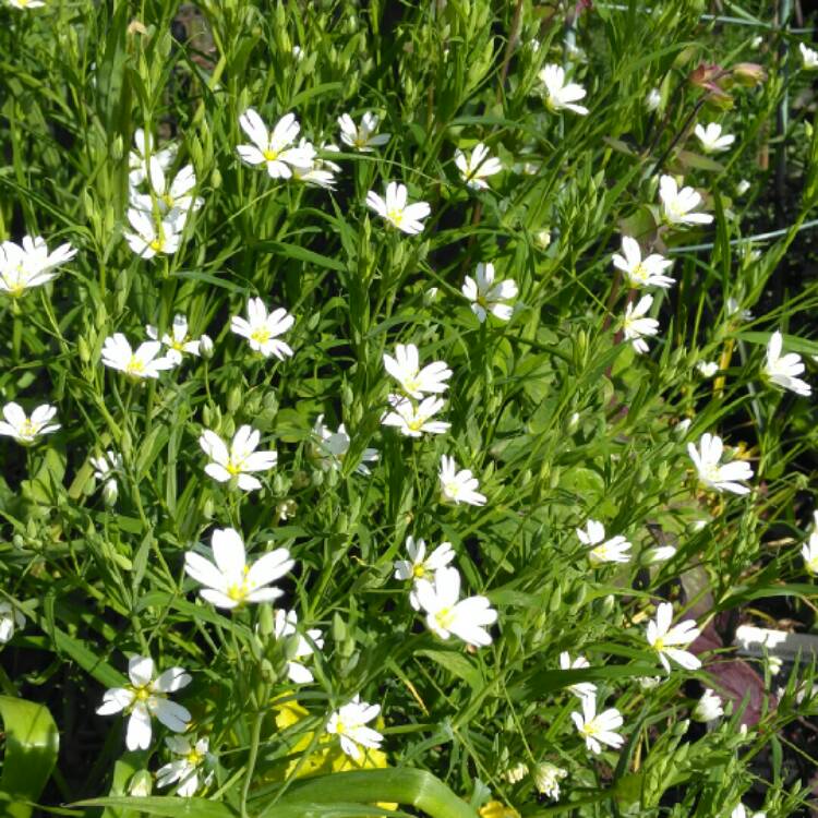 Plant image Stellaria holostea