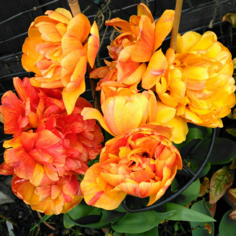 plant image 1272196 plant image 1272196