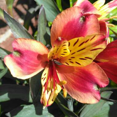 Alstroemeria 'Tesronto' (Summer Paradise Series) syn. Alstroemeria 'Indian Summer'