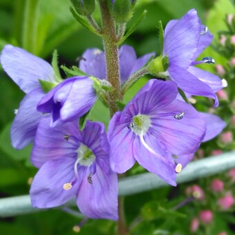 plant image 127758 plant image 127758