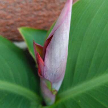 Canna 'Cannova Mango' (Cannova Series)