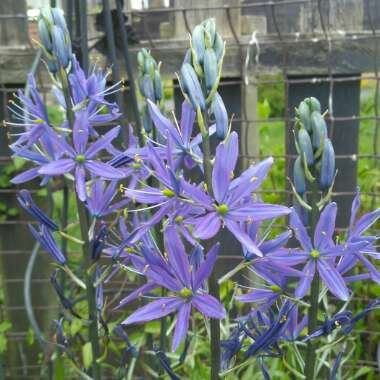 Camassia leichtlinii subsp. suksdorfii (Caerulea Group)