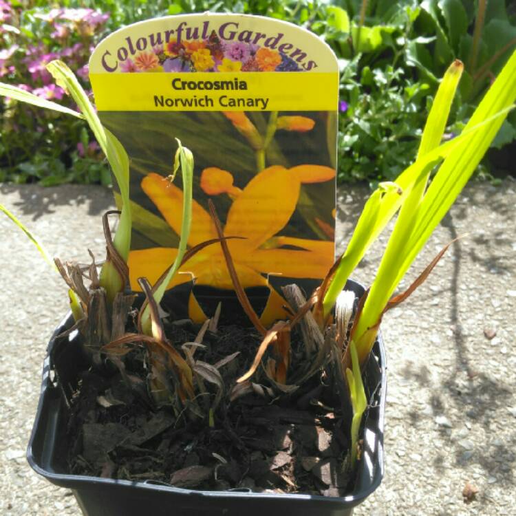 Plant image Crocosmia x crocosmiiflora 'Norwich Canary'