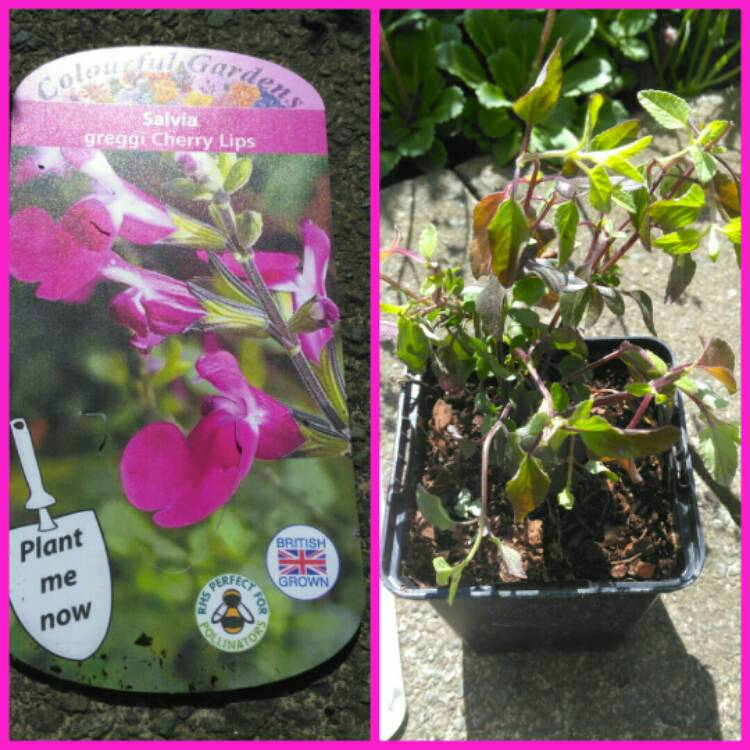Plant image Salvia 'Cherry Lips'