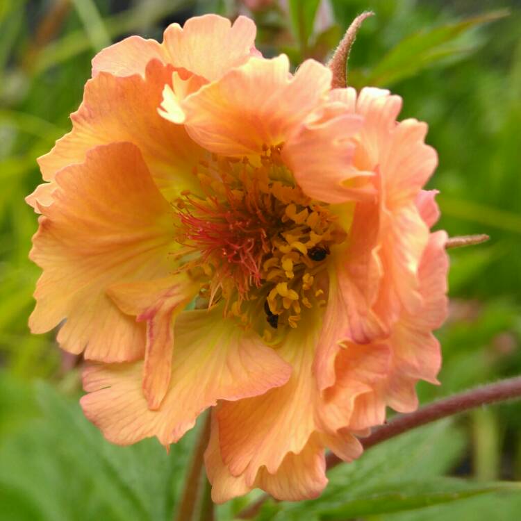 plant image 1286771 plant image 1286771