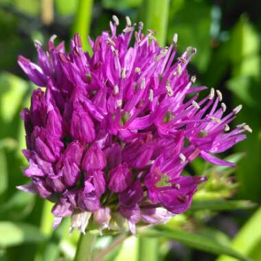Allium hollandicum 'Purple Sensation' syn. Allium 'Purple Sensation', Allium aflatunense 'Purple Sensation'