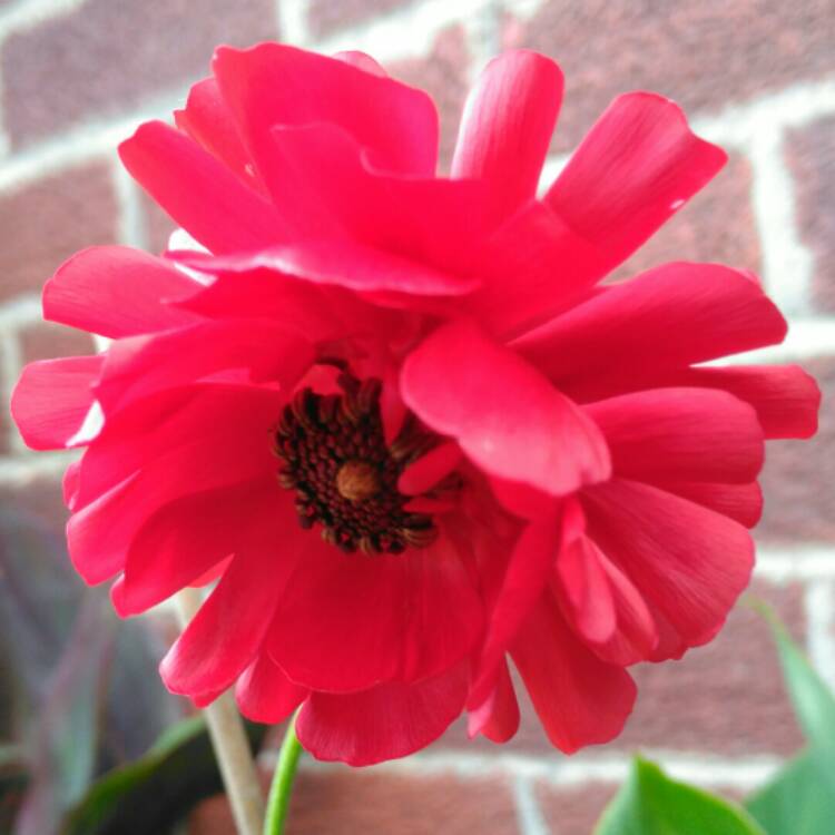plant image 1288945