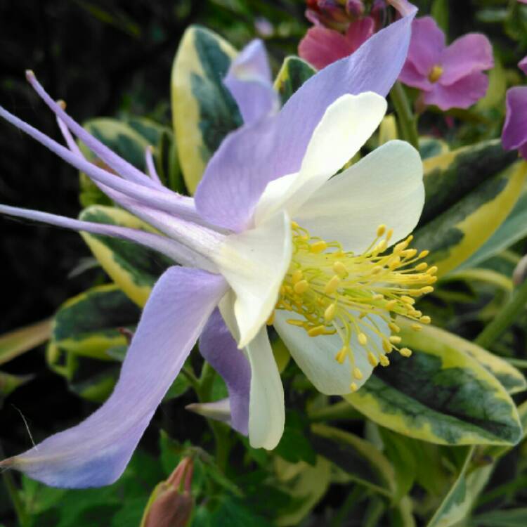Plant image Aquilegia 'Blue Star'