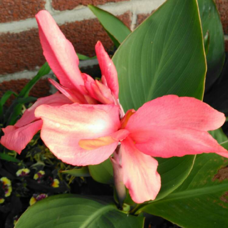 plant image 1292875 plant image 1292875