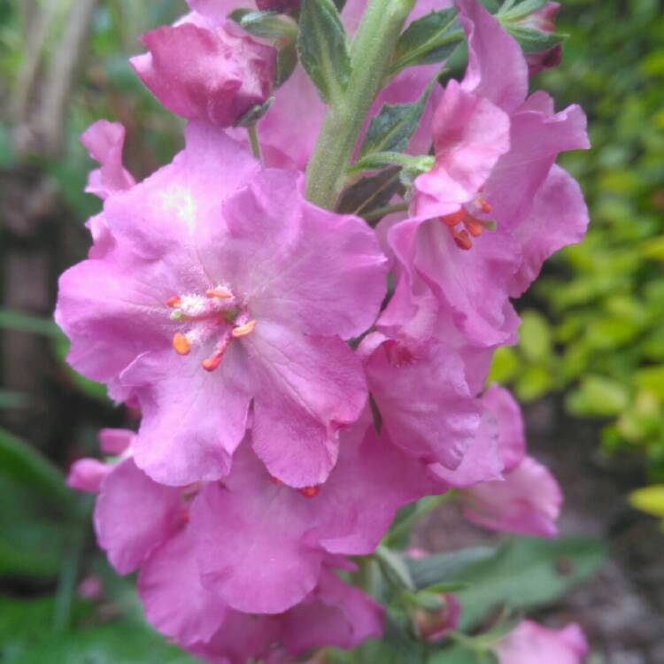 plant image 1294521 plant image 1294521