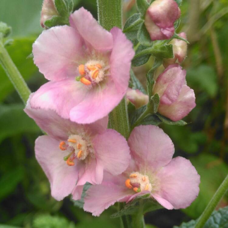 plant image 1294522 plant image 1294522