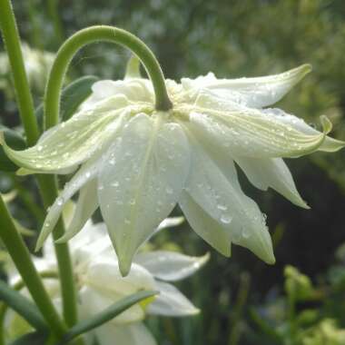 Aquilegia 'Lime Sorbet'