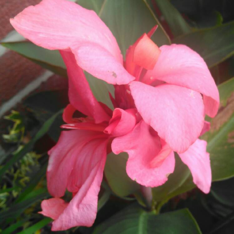 plant image 1296244 plant image 1296244