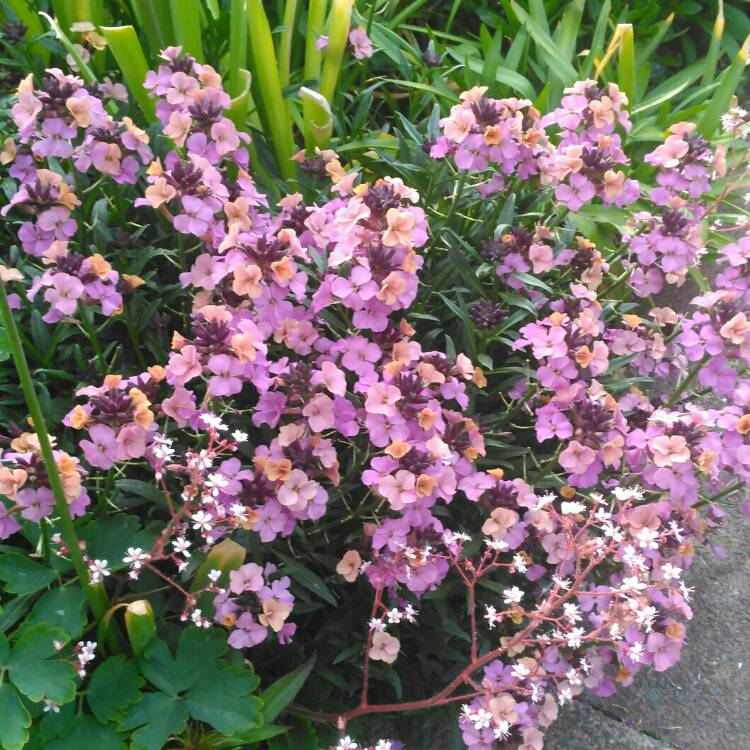 plant image 1301980 plant image 1301980