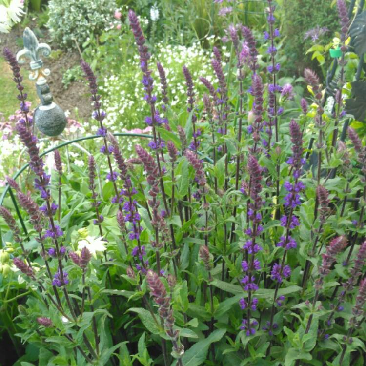 plant image 1303543 plant image 1303543