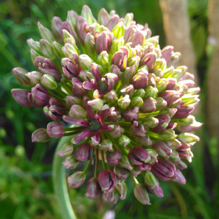plant image 1305339