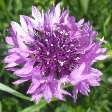 Centaurea cyanus 'Polka Dot Mix'