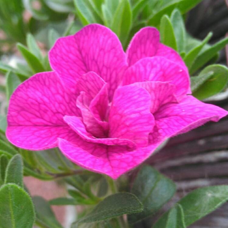 plant image 1308100