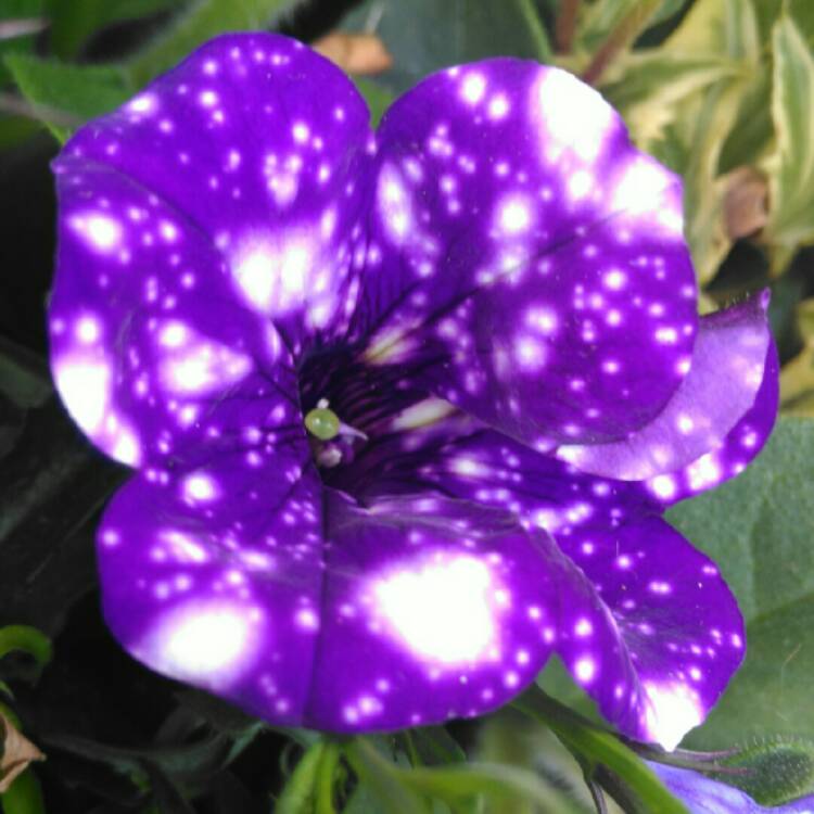 plant image 1308925